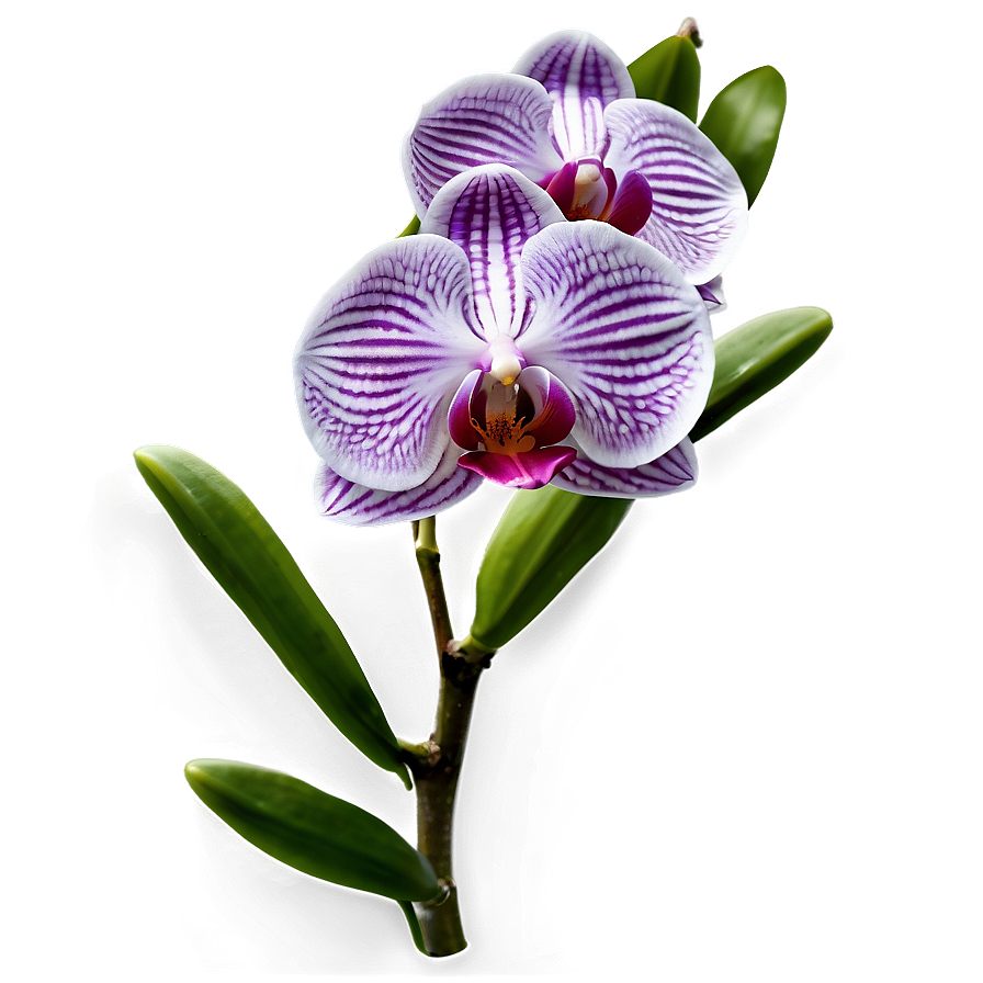 Orchid Flower Transparent Png Xeg PNG