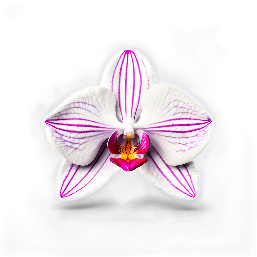 Orchid Illustration Png Mmo PNG
