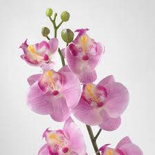 Orchid On White Wall Wallpaper