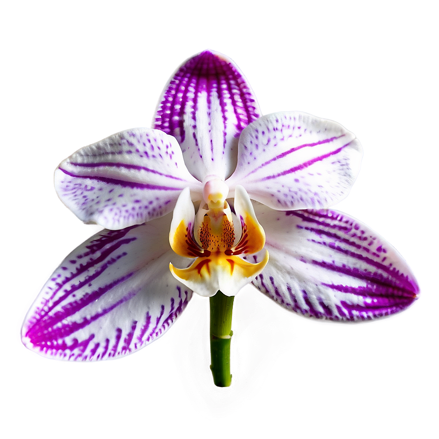 Orchid Petal Png 05242024 PNG