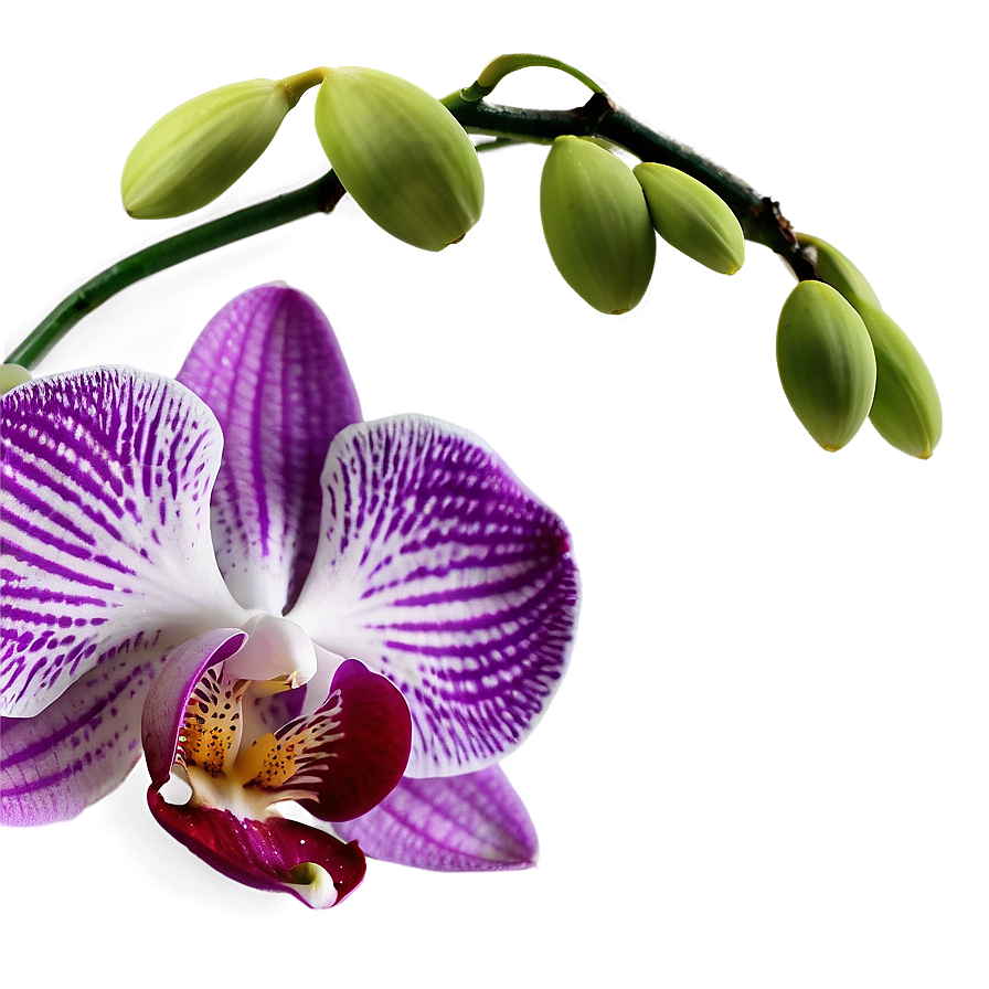 Orchid Petal Png Pby63 PNG