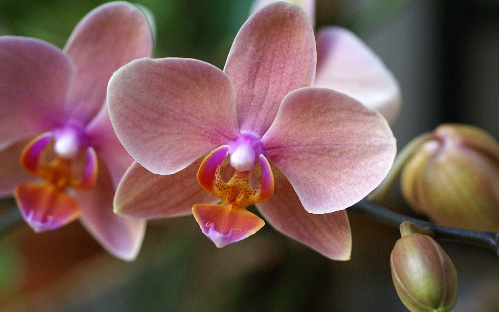 A stunning, vibrant Orchid flower with beautiful purple petals.