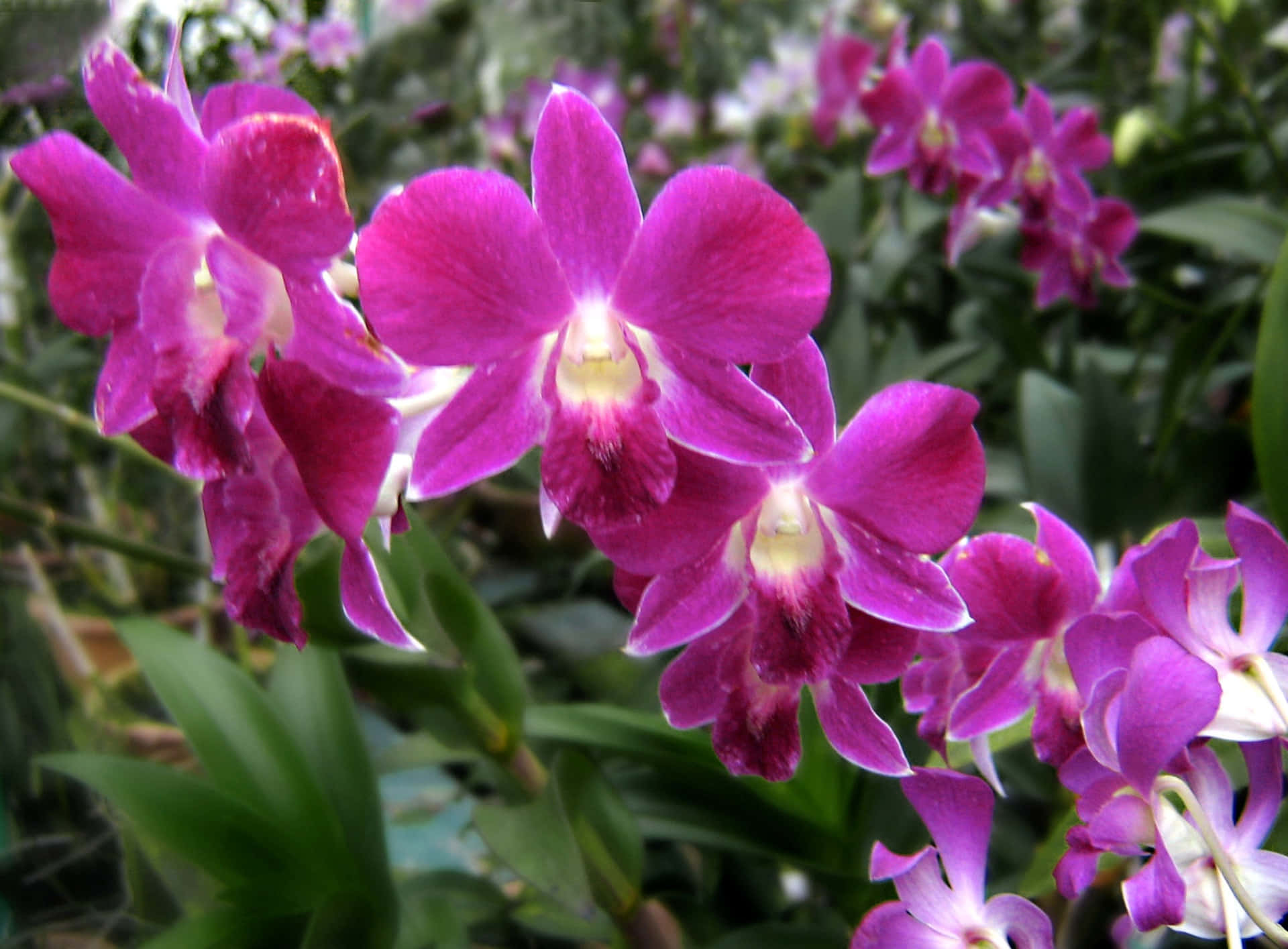 A delicate pink orchid, with bright yellow markings.