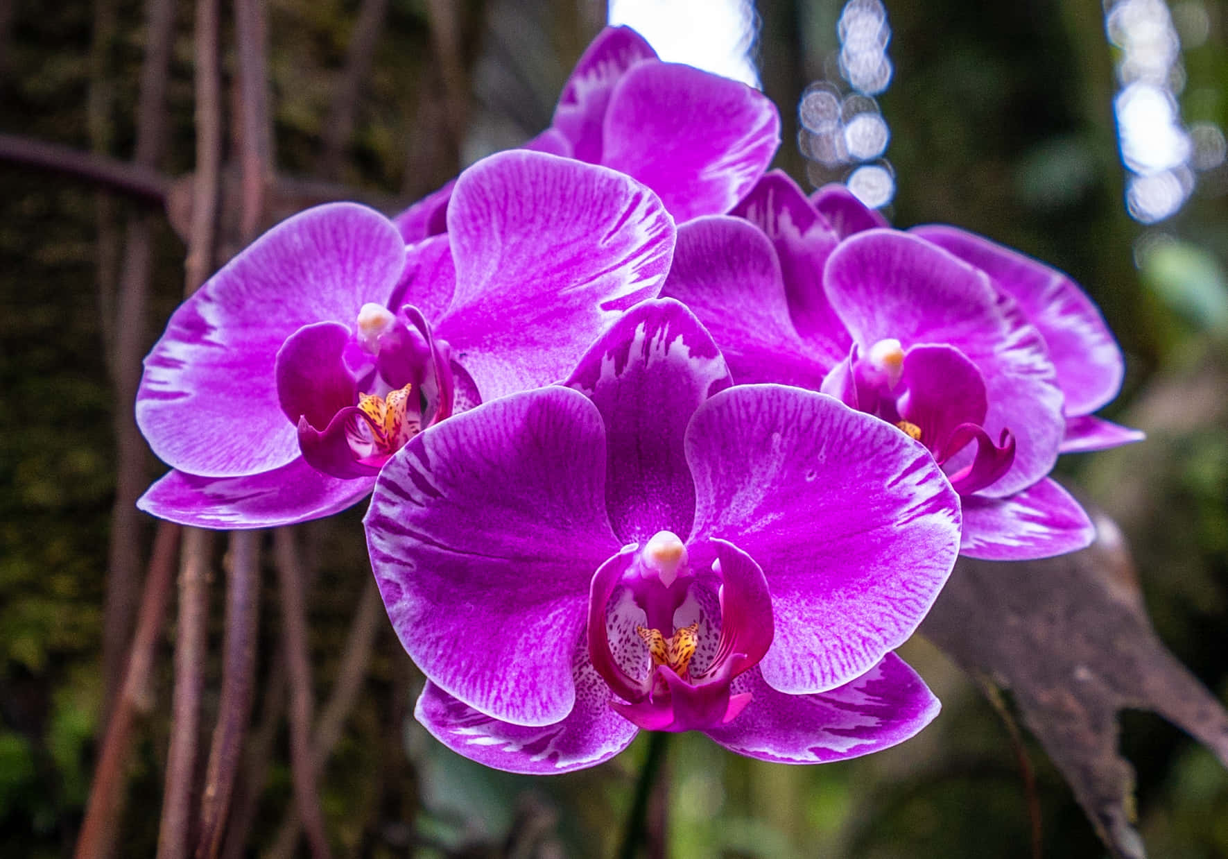 A beautiful orchid flower blooming in the middle of a garden