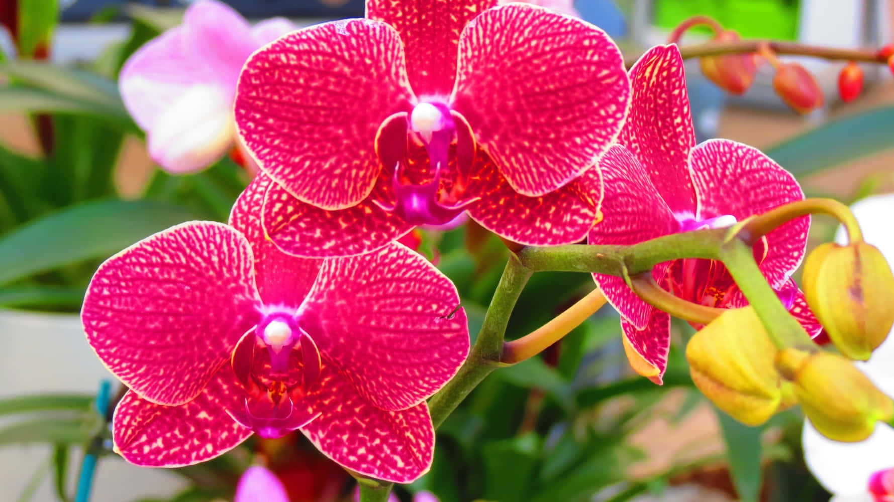 Enlugnande, Levande Bild Av En Blommande Orkidé