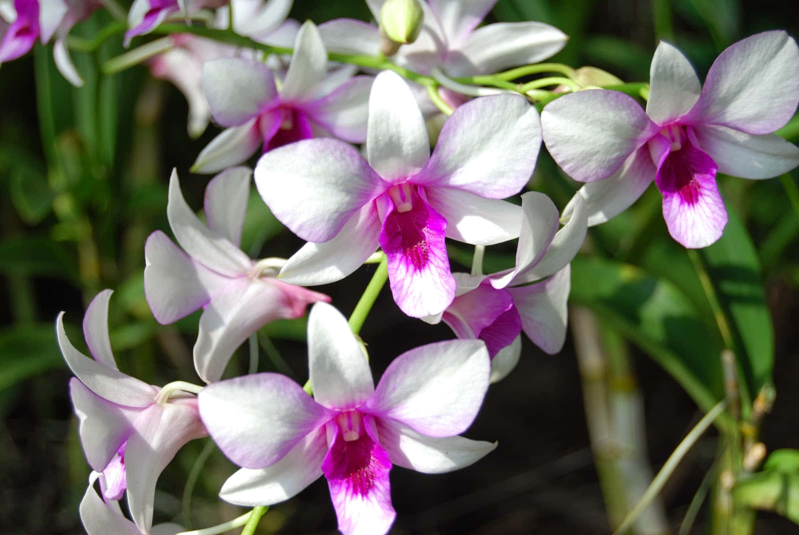 Orquídearosa Vibrante En Flor