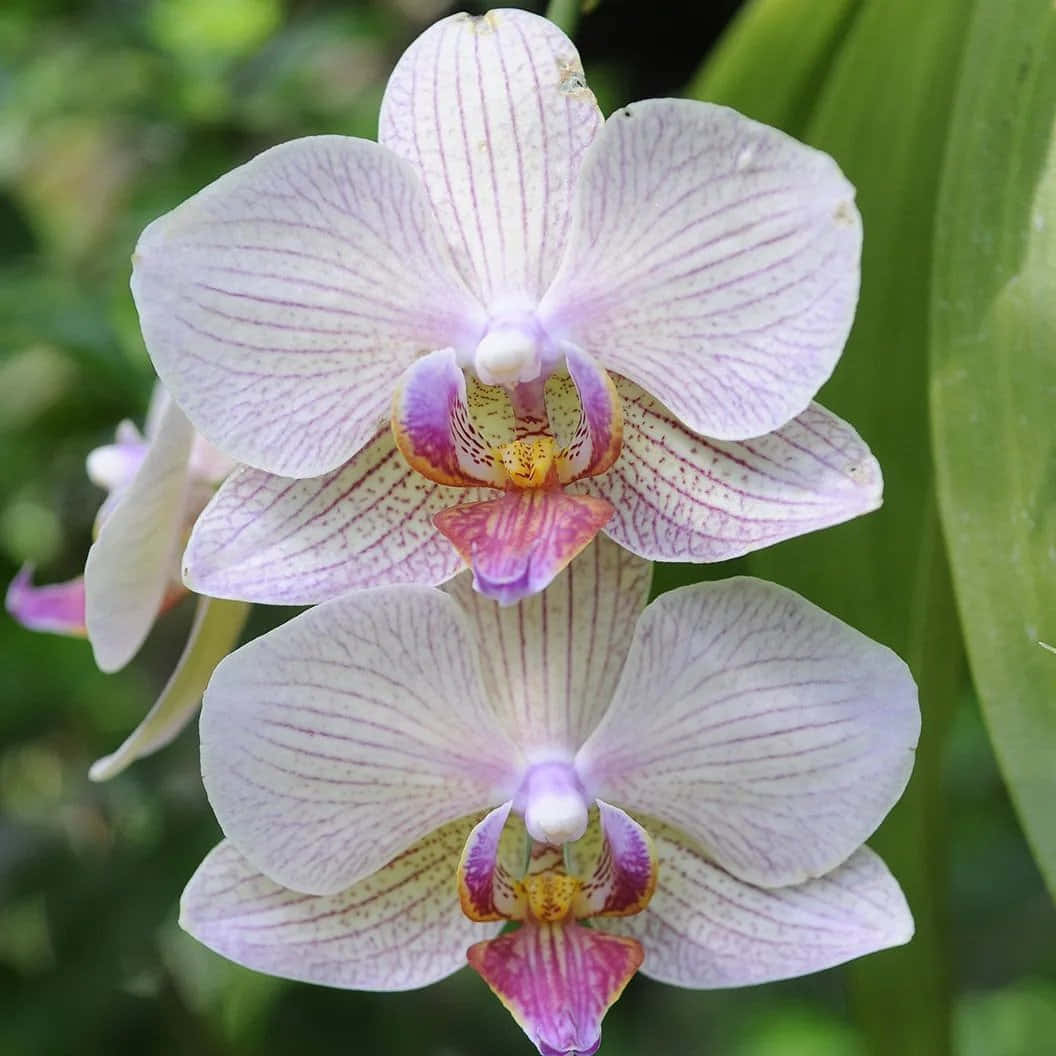 Enjoy the elegance of nature with a vibrant pink orchid