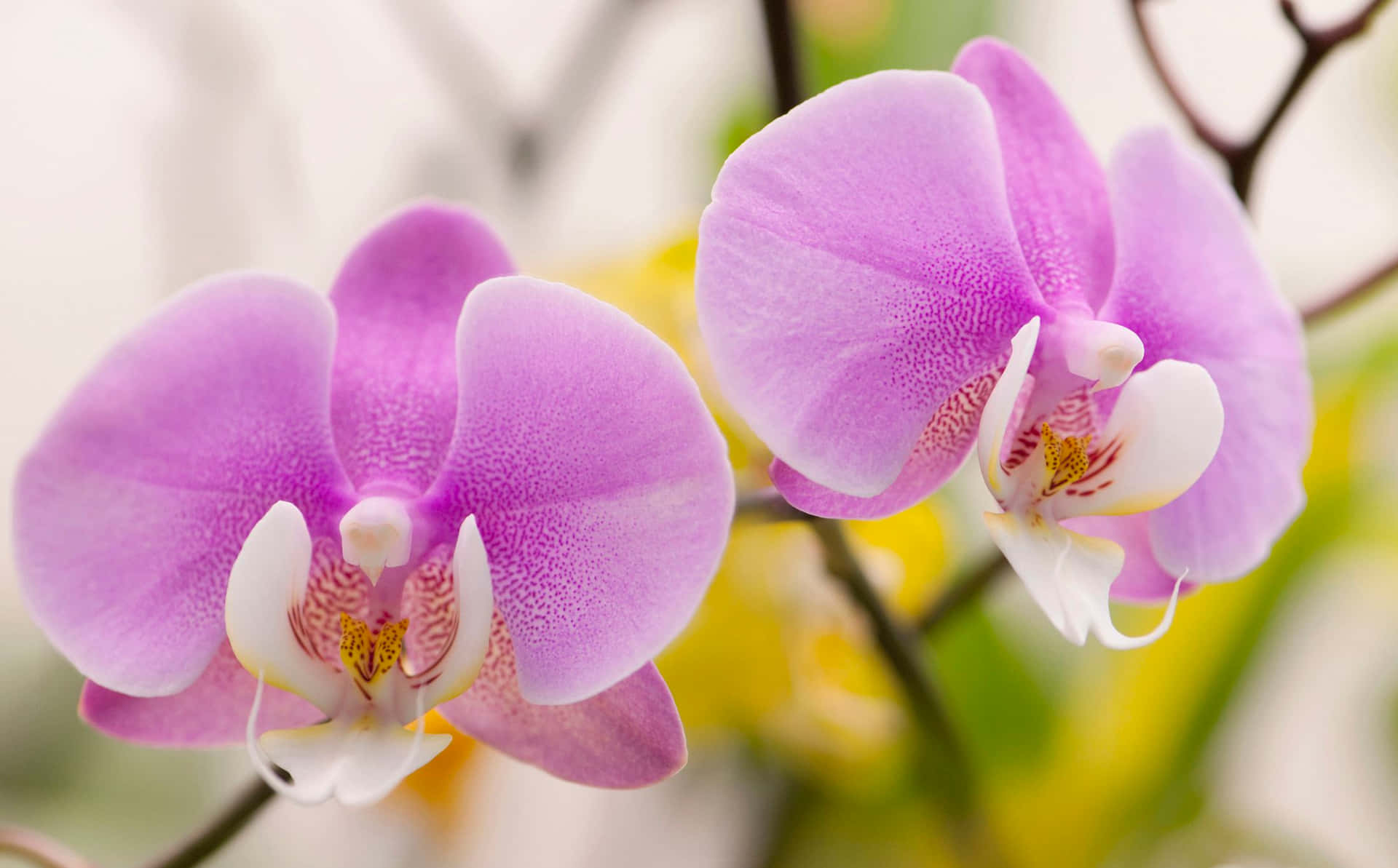 Elegant Purple Orchid in Bloom