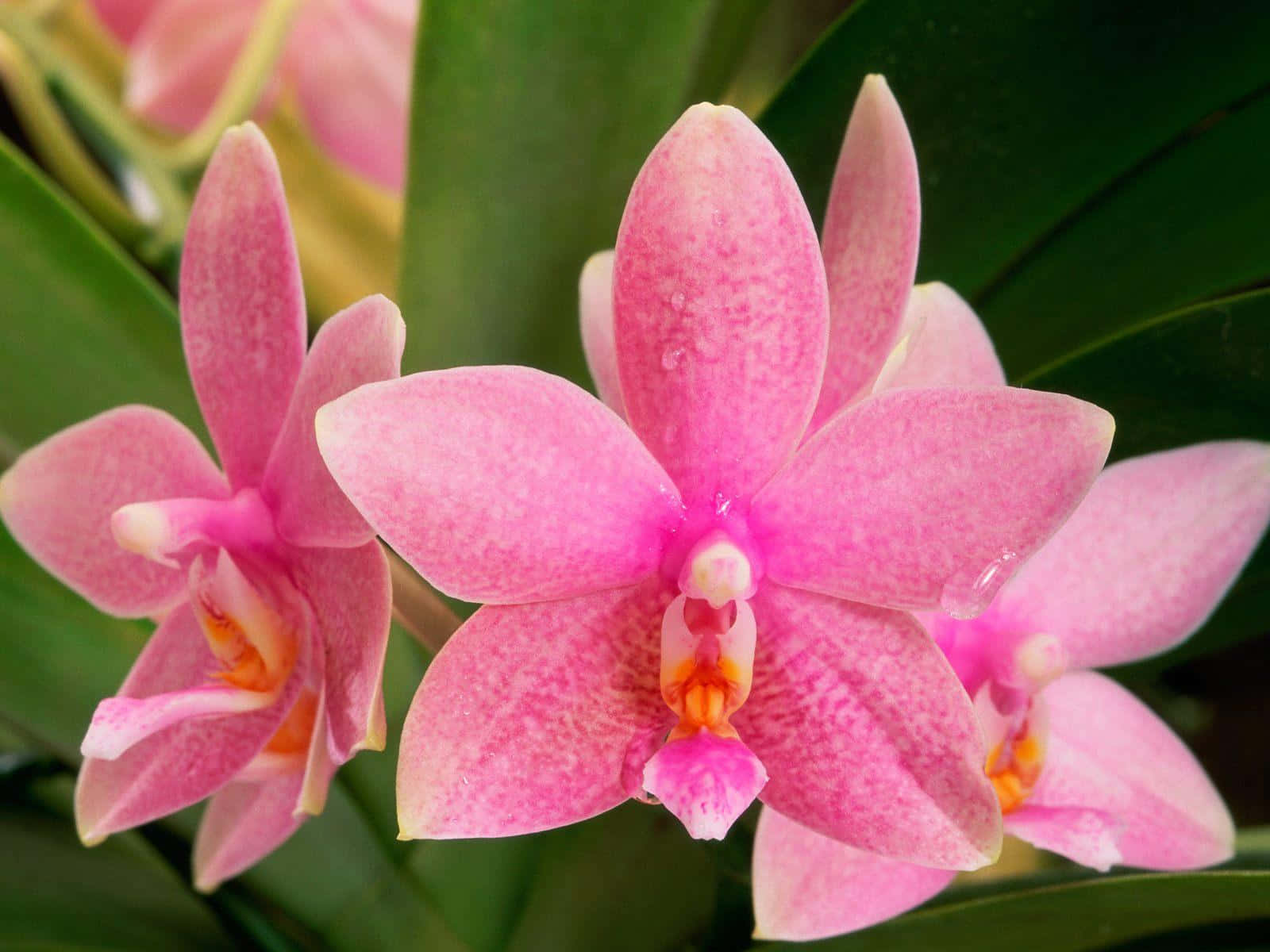 Magical Splash of Color - A Lovely Pink Orchid