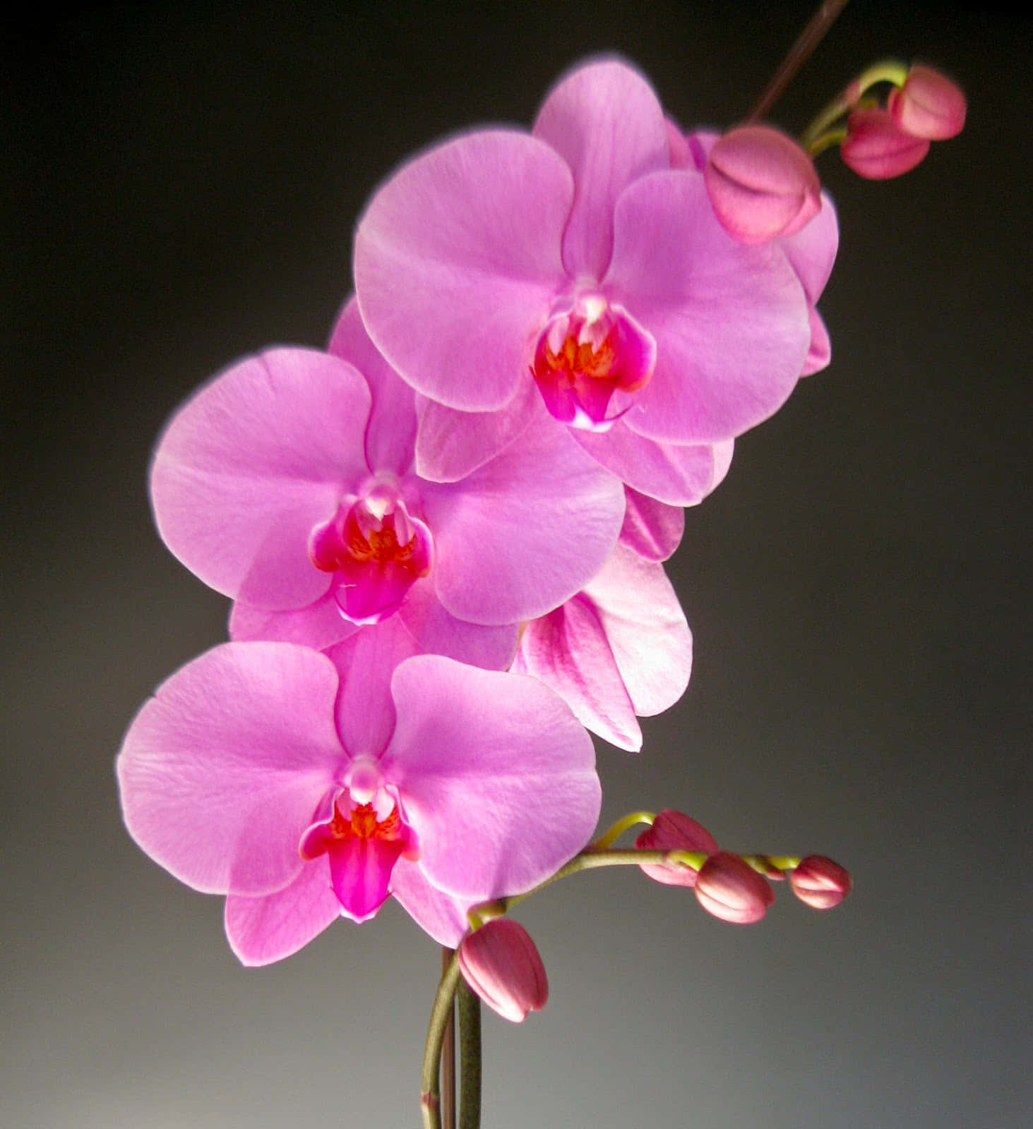 🌸  "A splash of color in the form of a beautiful Orchid flower"