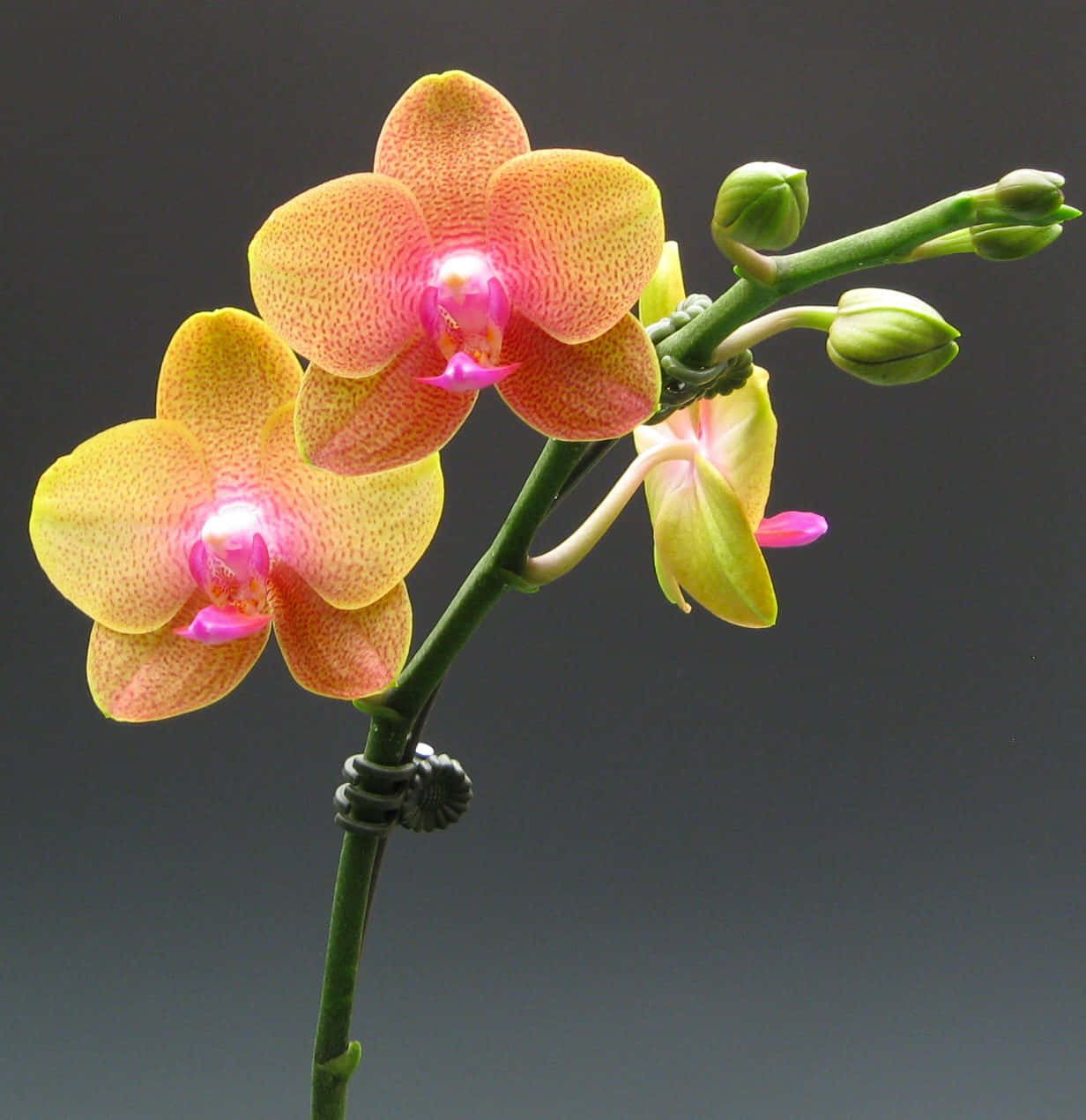 Two Yellow Orchids Are In A Vase