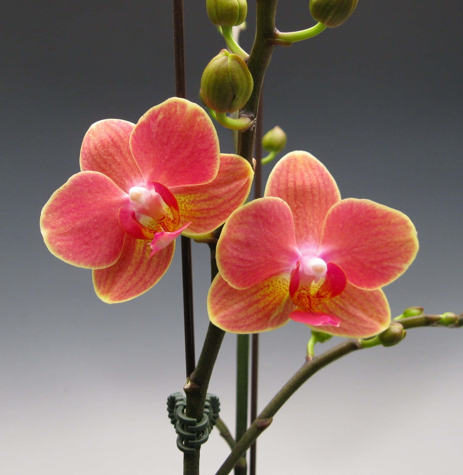Two Pink Orchids In A Vase On A Gray Background