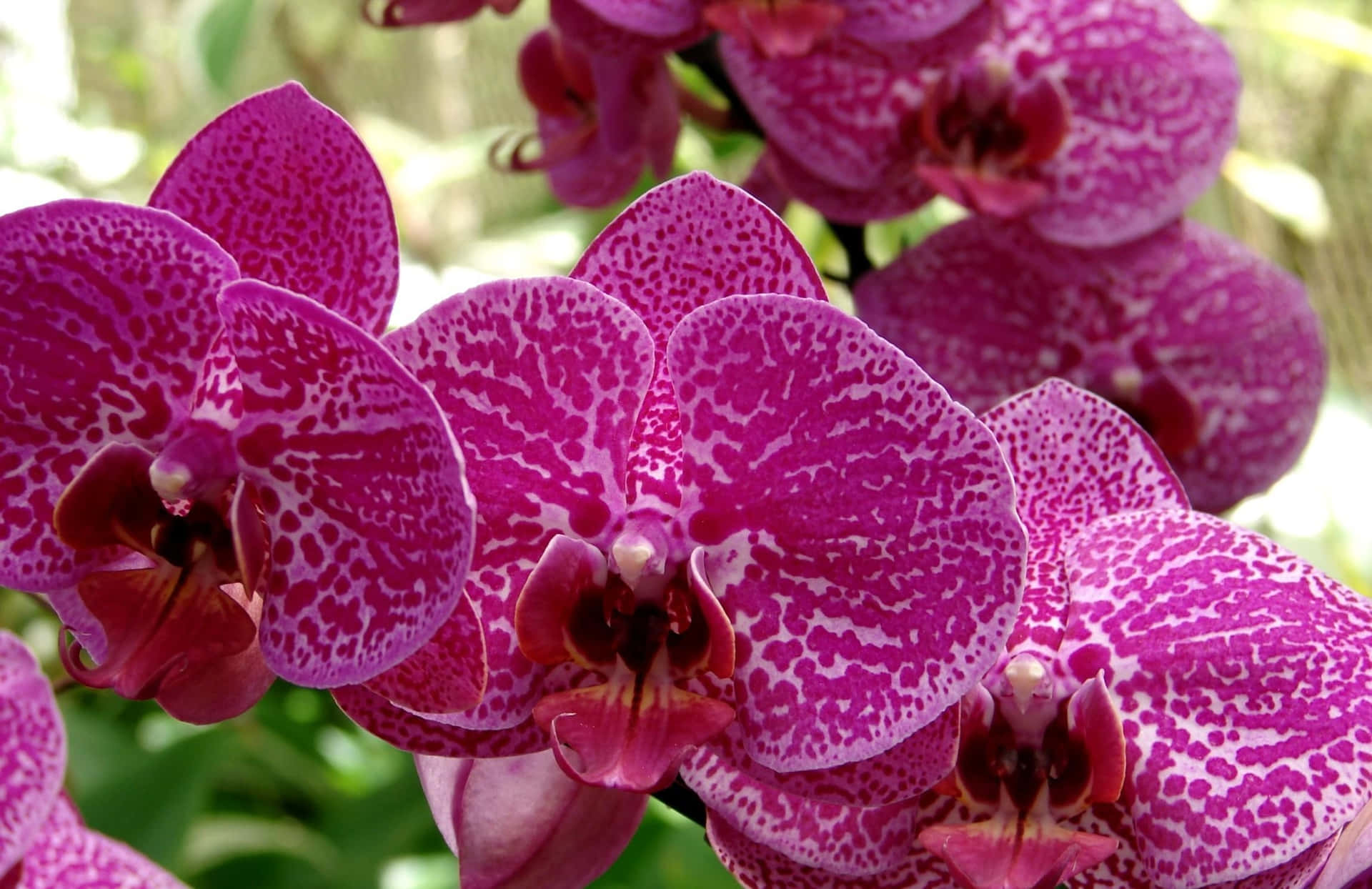 A gorgeous bundle of orchids