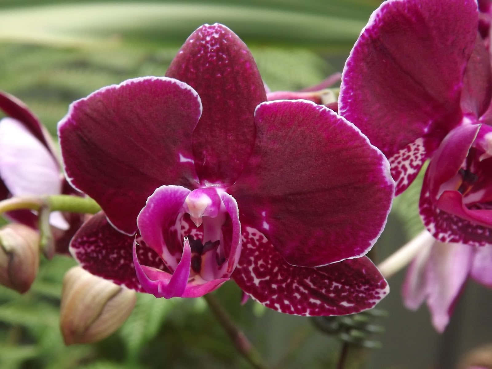 Two Purple Orchids Are Growing In A Plant