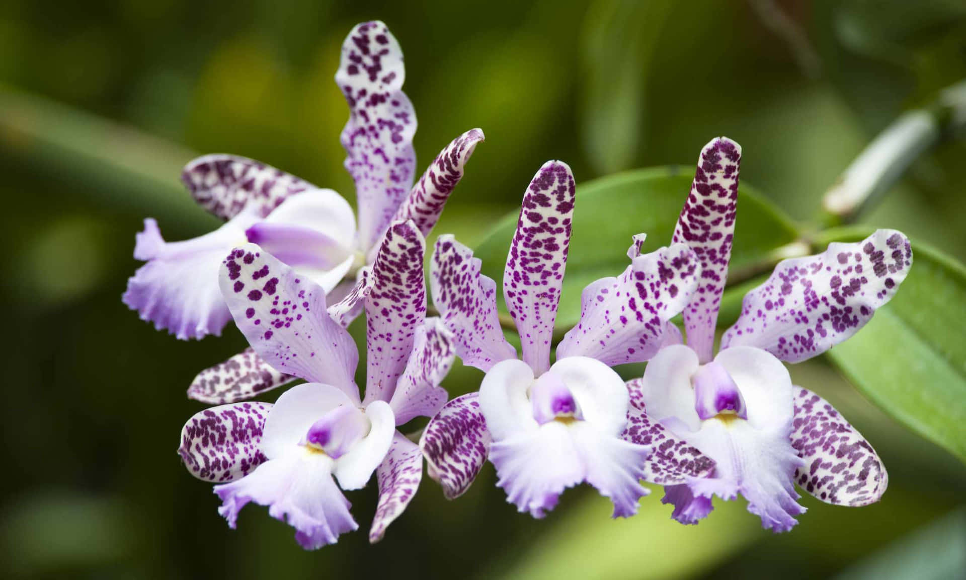 Labelleza De La Flor De Orquídea