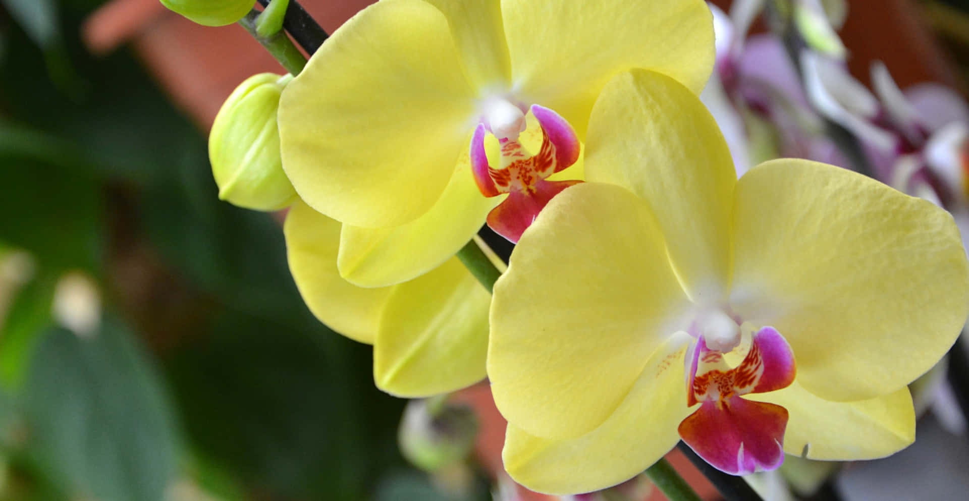 Two Yellow Orchids Are Growing In A Pot