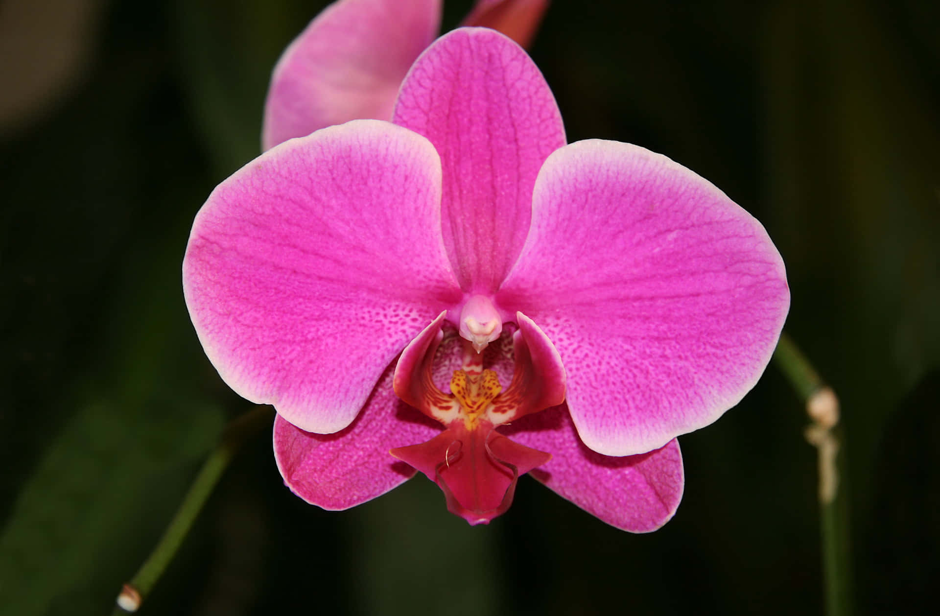The beautiful and captivating beauty of Orchid Flowers