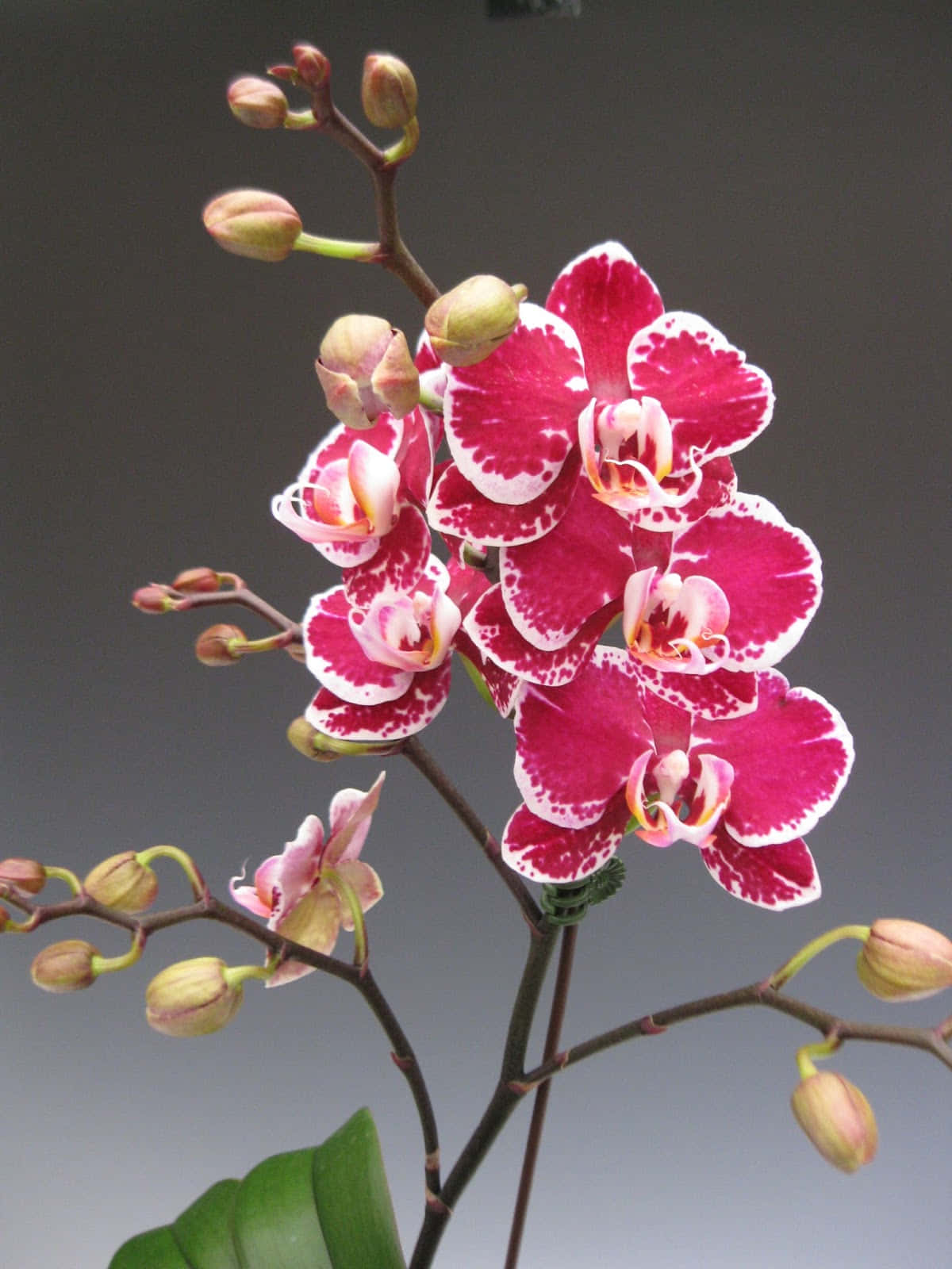 'A beautiful pink orchid blooming in the garden.'