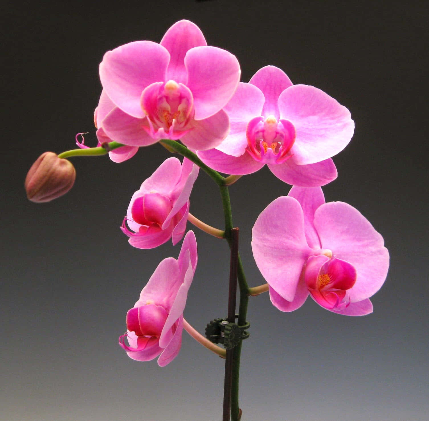 Naturensskønhed - En Orkide I Fuldt Blomstrende Våben.