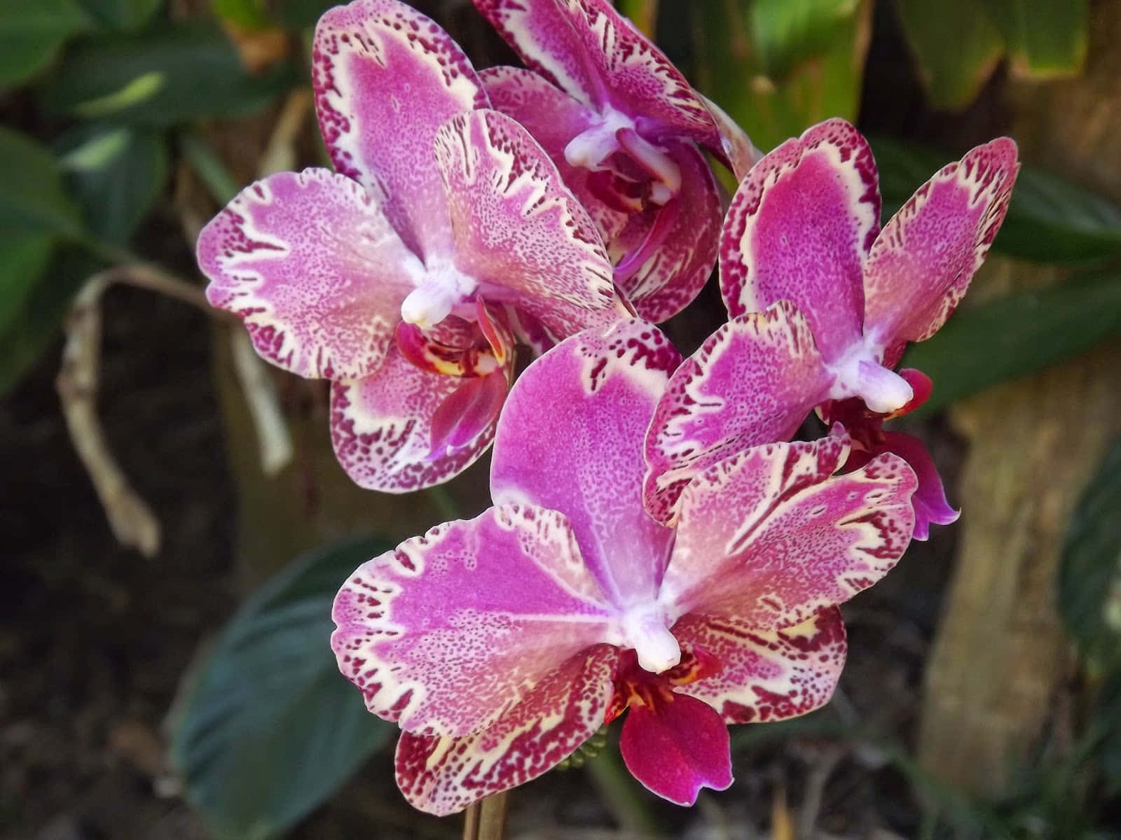 Unahermosa Orquídea En Plena Floración