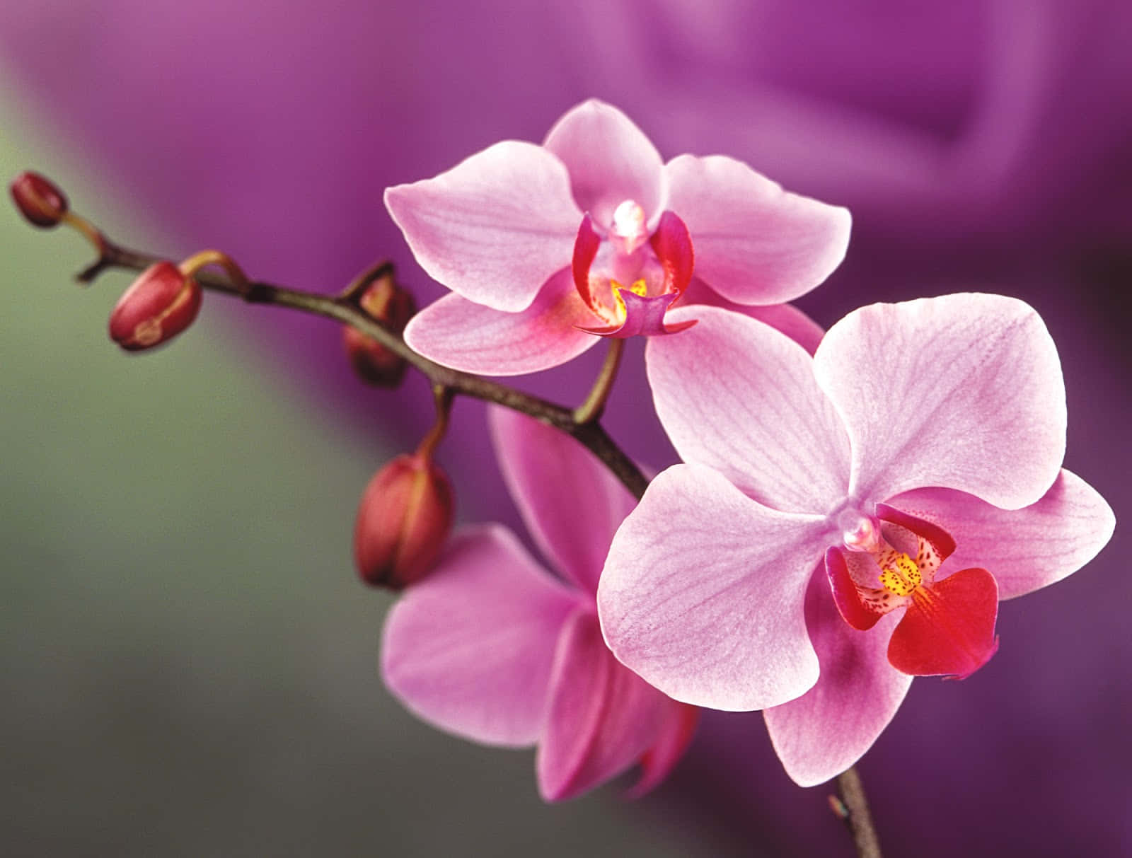 A Variety of Colorful Orchids in Bloom