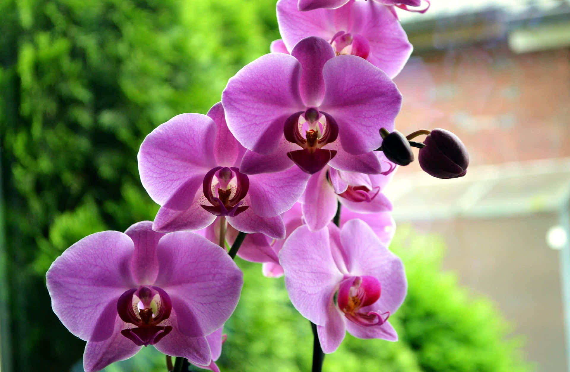 A Beautiful and Colorful Orchid Flower