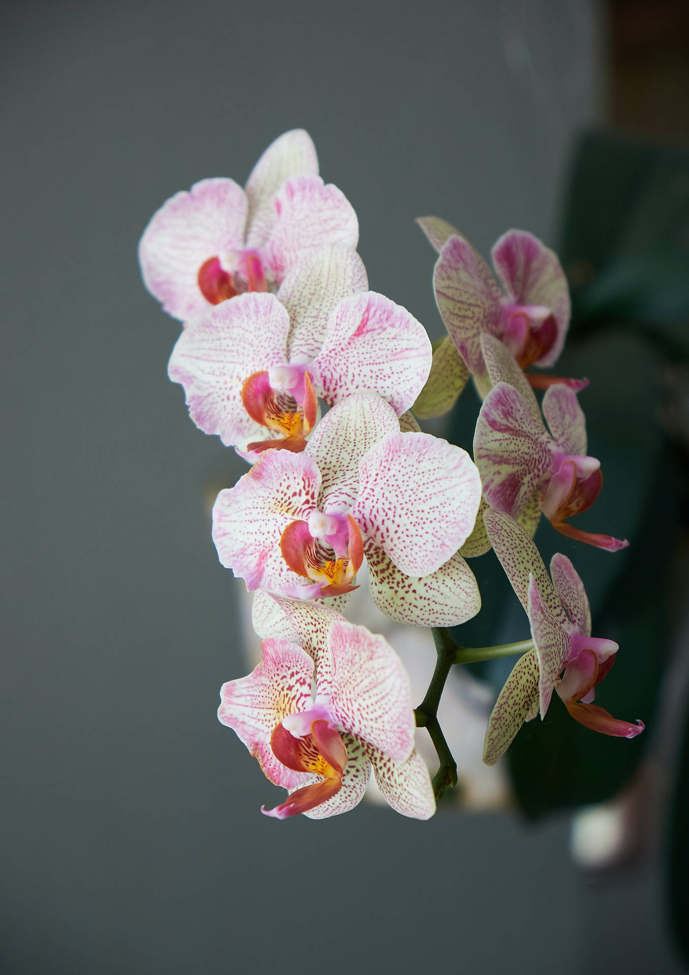 Orchid Plant Æstetisk Wallpaper