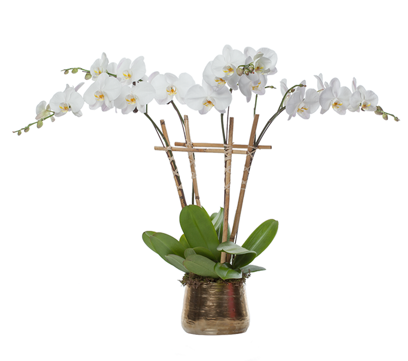 Orchid Plantin Decorative Planter PNG