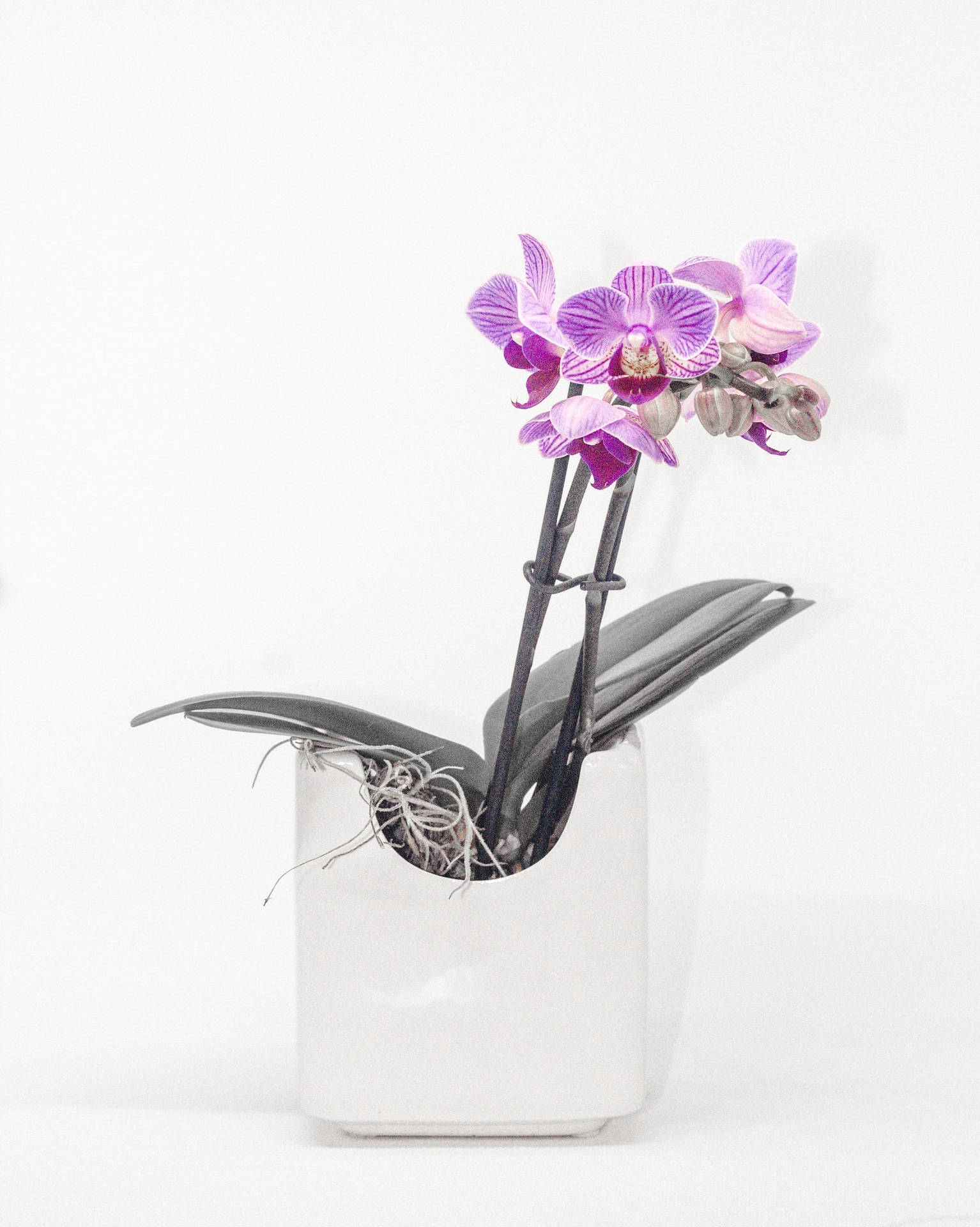 Orchid Purple Flowers White Vase Iphone Wallpaper