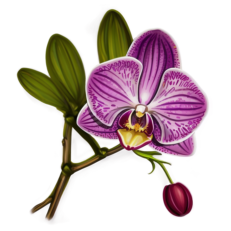 Orchid Sketch Png 05242024 PNG