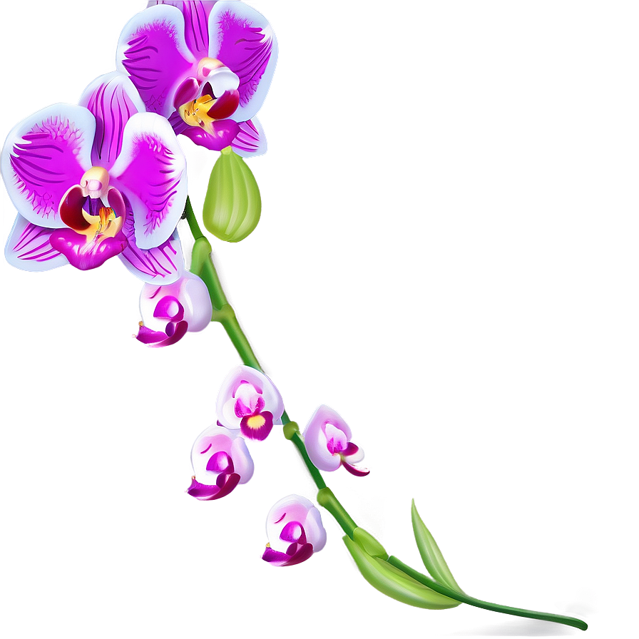 Download Orchid Spray Png 05242024 | Wallpapers.com