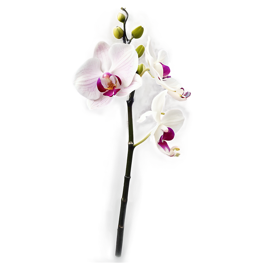 Orchid Spray Png Sbq23 PNG