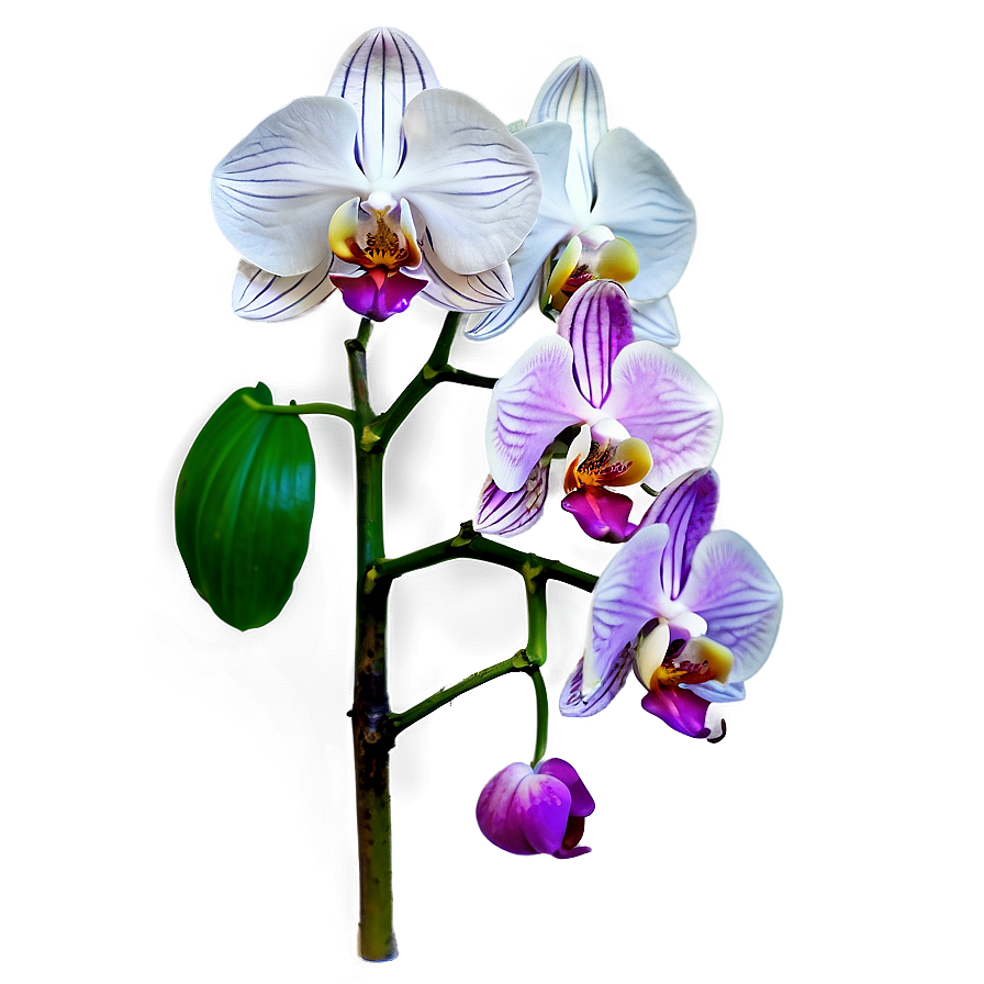 Orchid Stem Png 05242024 PNG