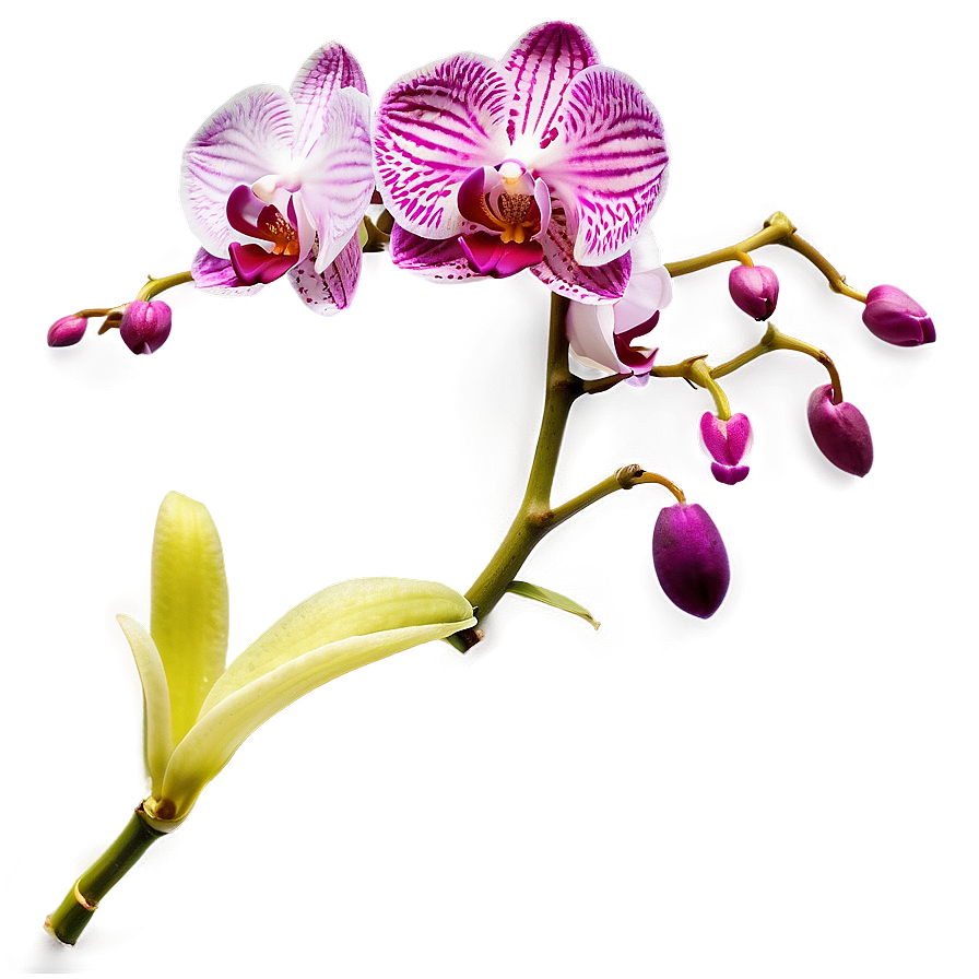 Orchid Stem Png 12 PNG