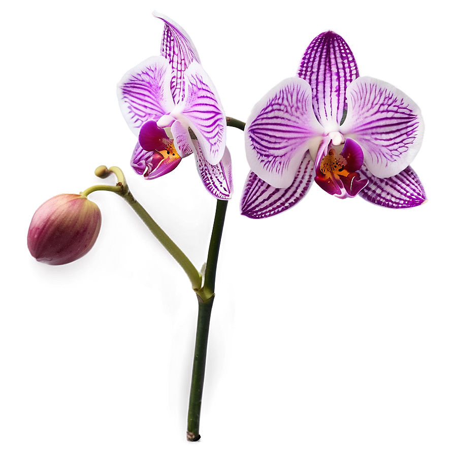 [200+] Orchid Png Images | Wallpapers.com