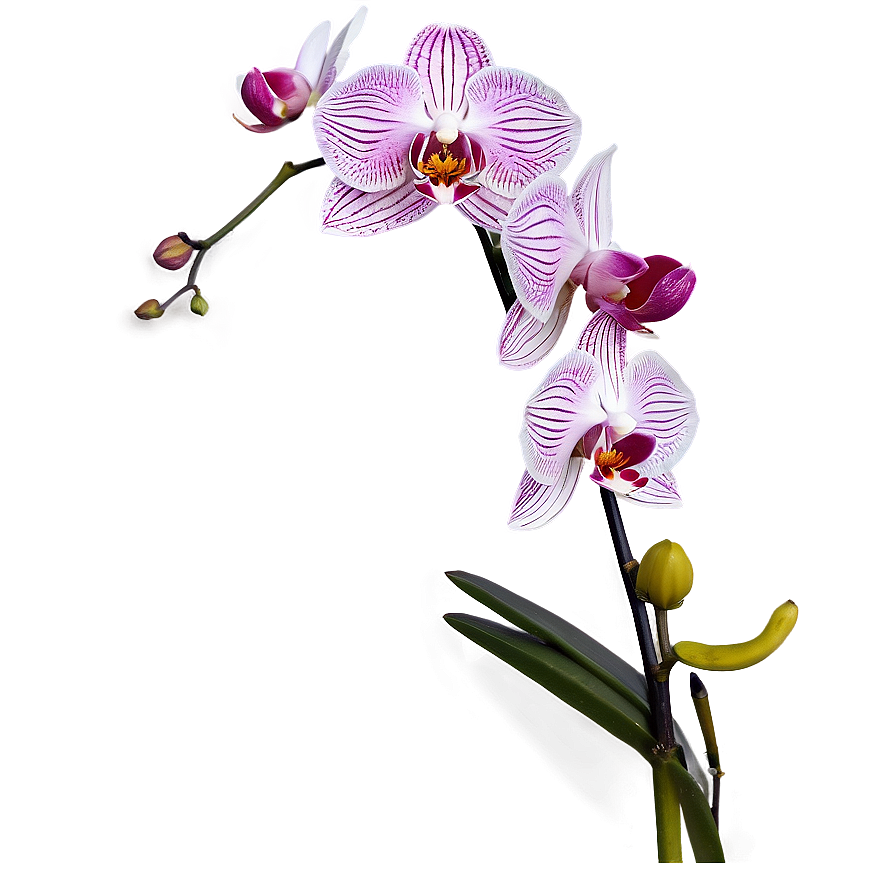 Orchid Stem Png Lqb92 PNG