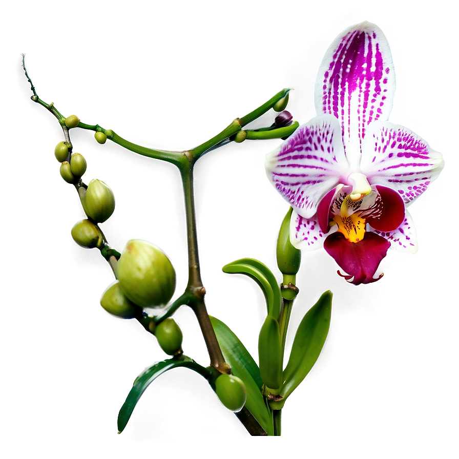 Orchid Stem Png Xmi82 PNG