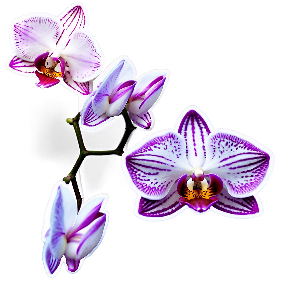 Orchid Sticker Image Png 06272024 PNG