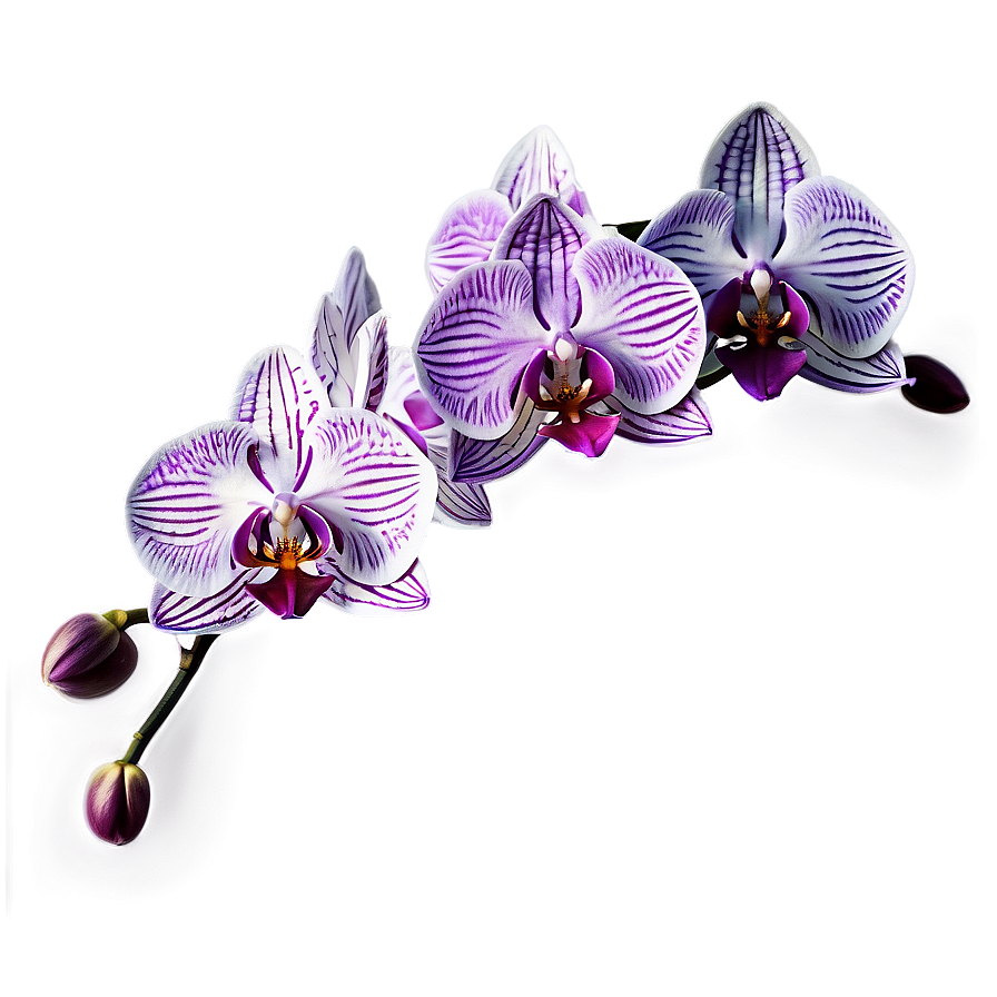 Orchid Watercolor Png 05242024 PNG