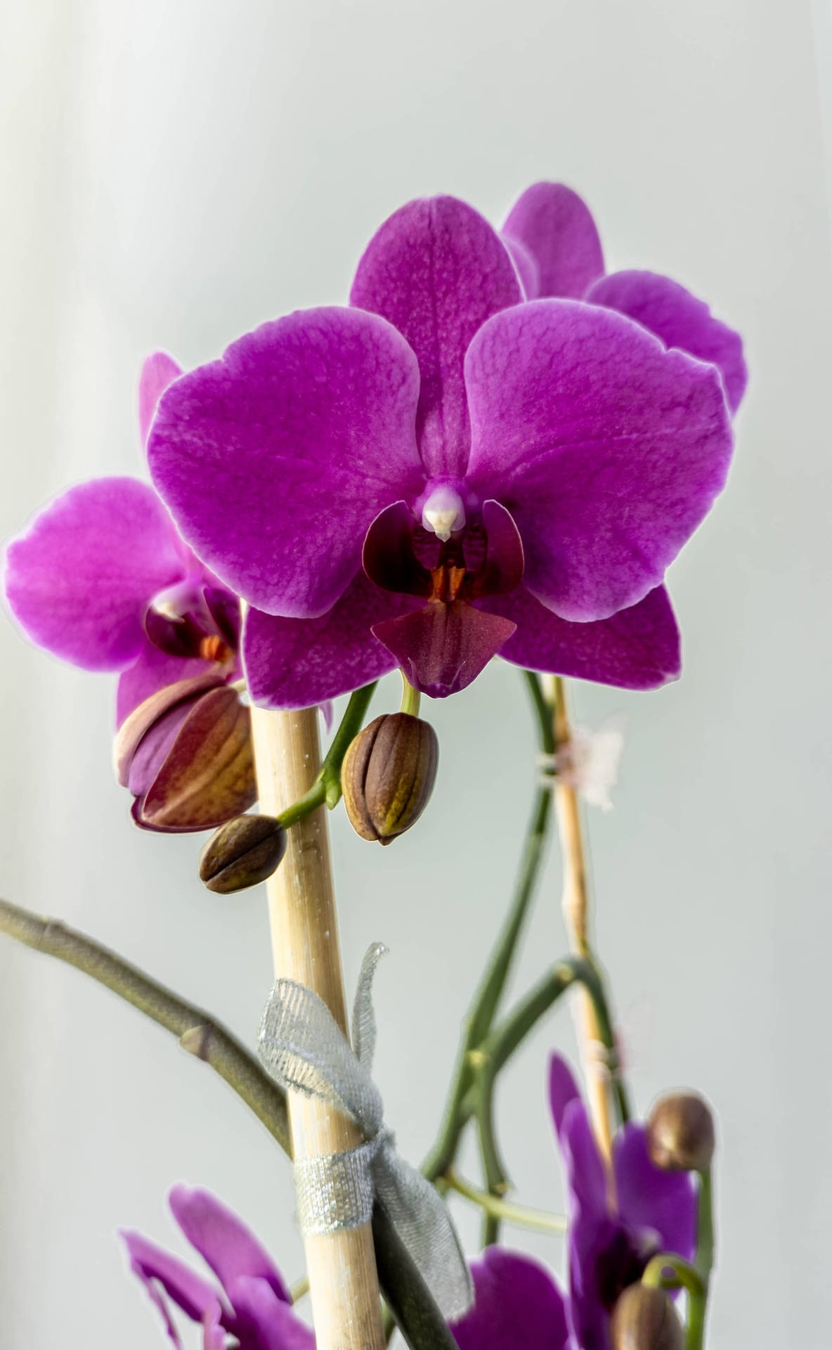 Orchid With Purple Flowers Iphone Wallpaper