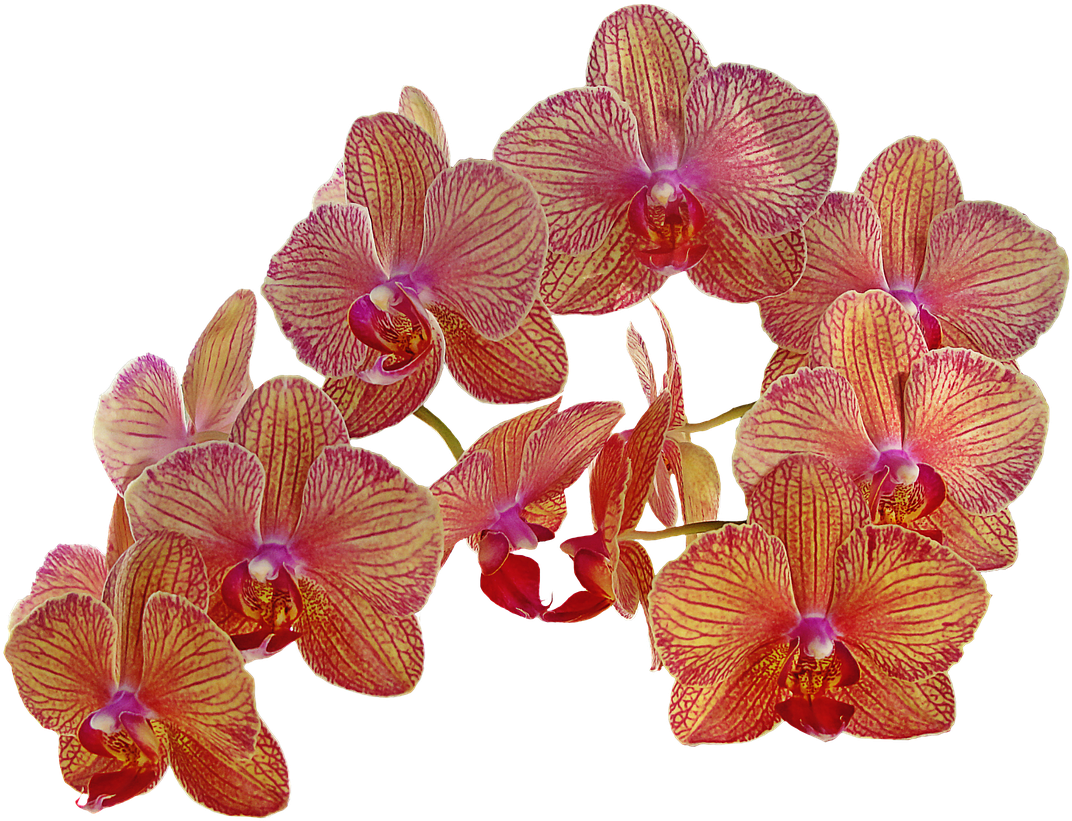 Orchid_ Blooms_ Transparent_ Background.png PNG