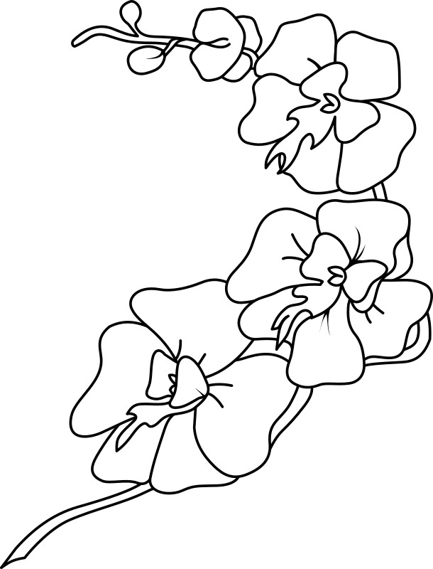 Orchid_ Line_ Art_ Illustration PNG