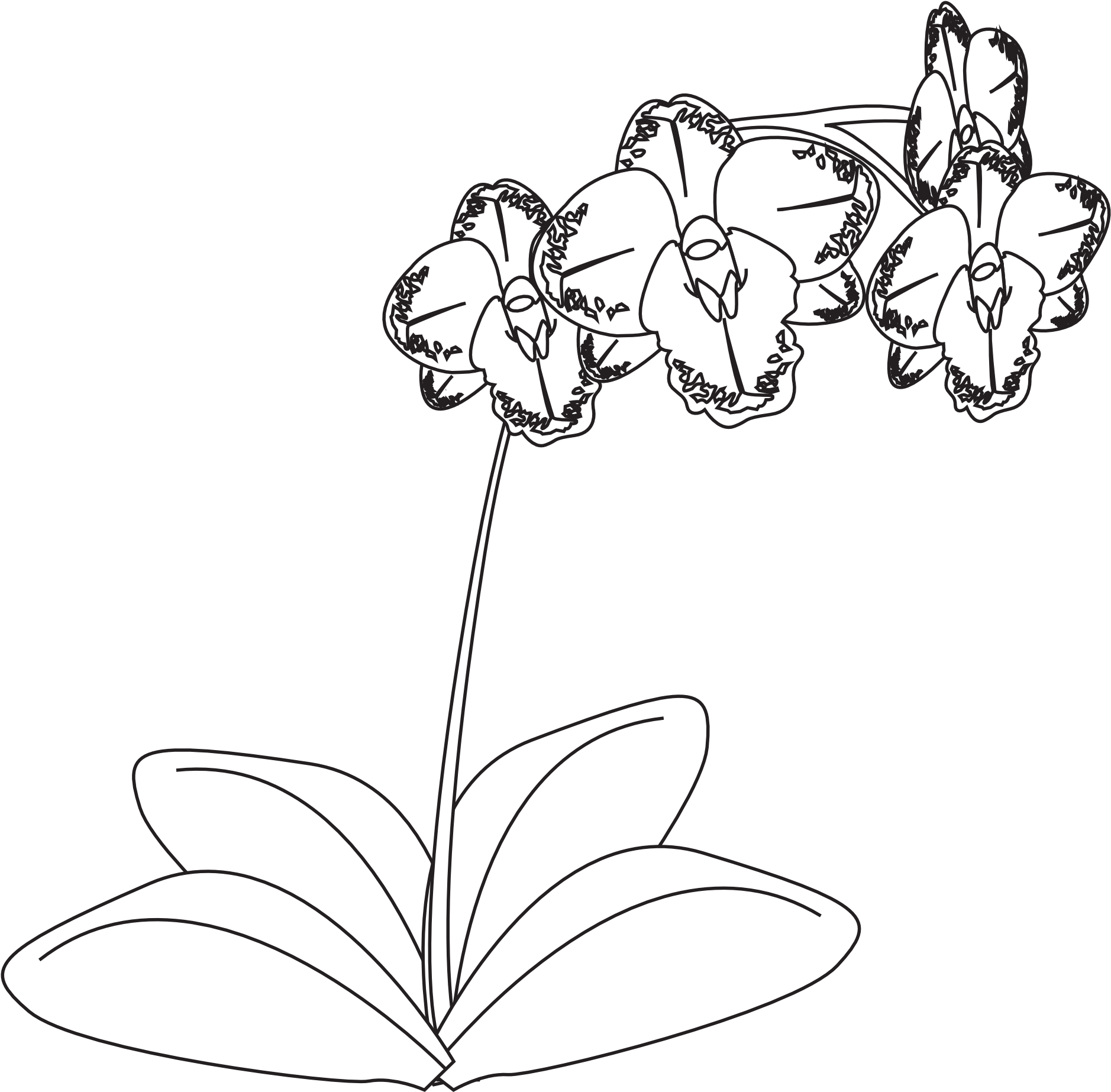 Orchid_ Line_ Drawing PNG