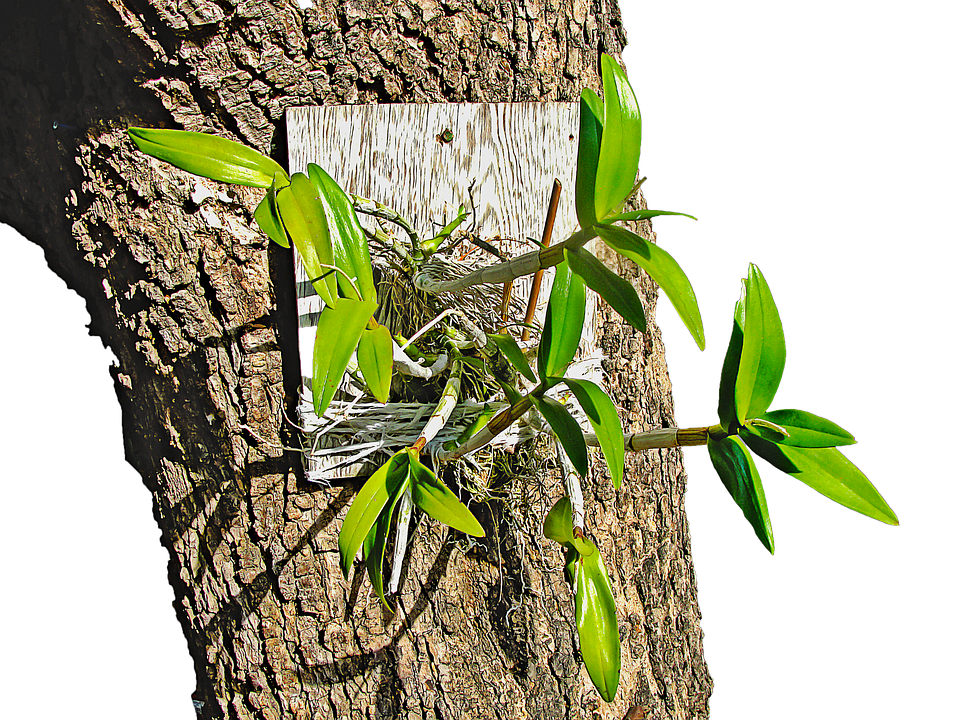 Orchidon Tree Bark PNG