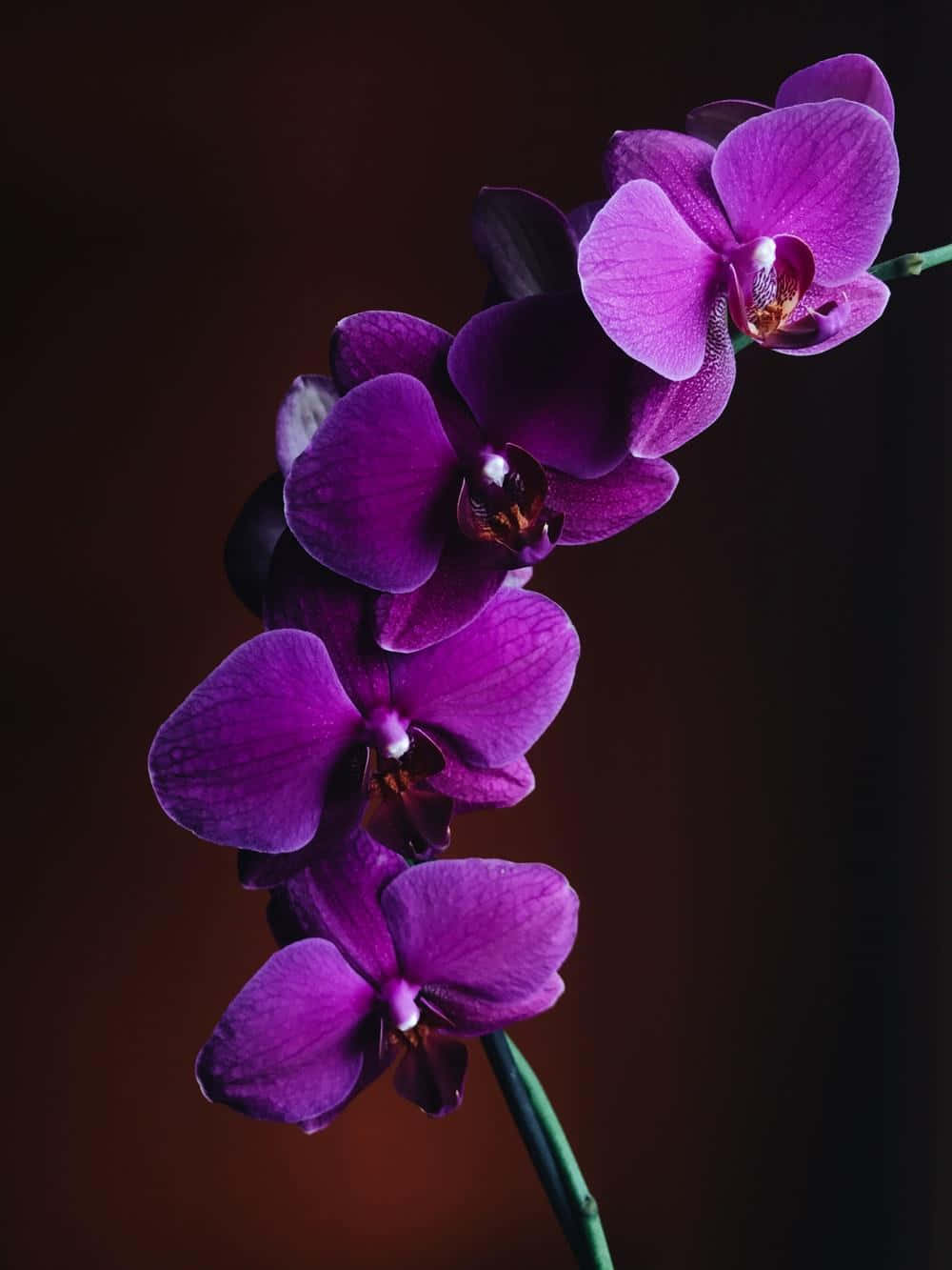 Schönelila Und Grüne Orchideen In Voller Blüte