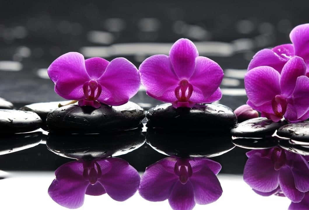 Beautiful Purple Orchid Flower in Bloom