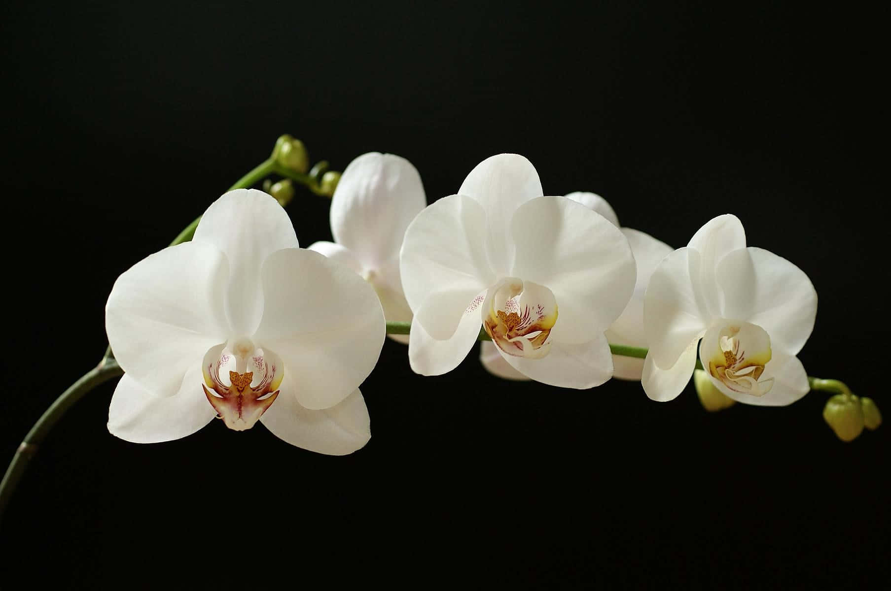 Enfantastisk Bukett Med Levande Rosa Och Vita Orkidéer