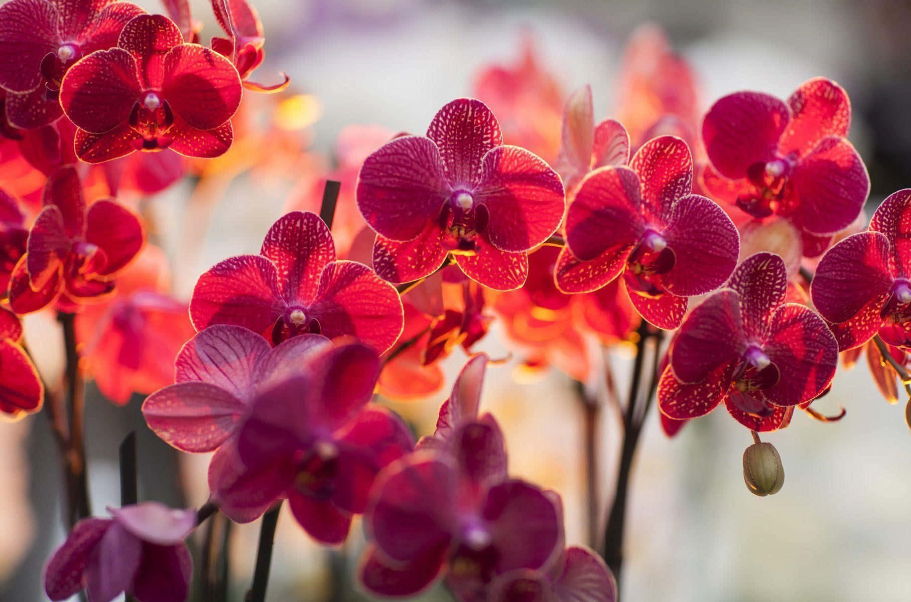 "The Exotic Beauty of Orchids"