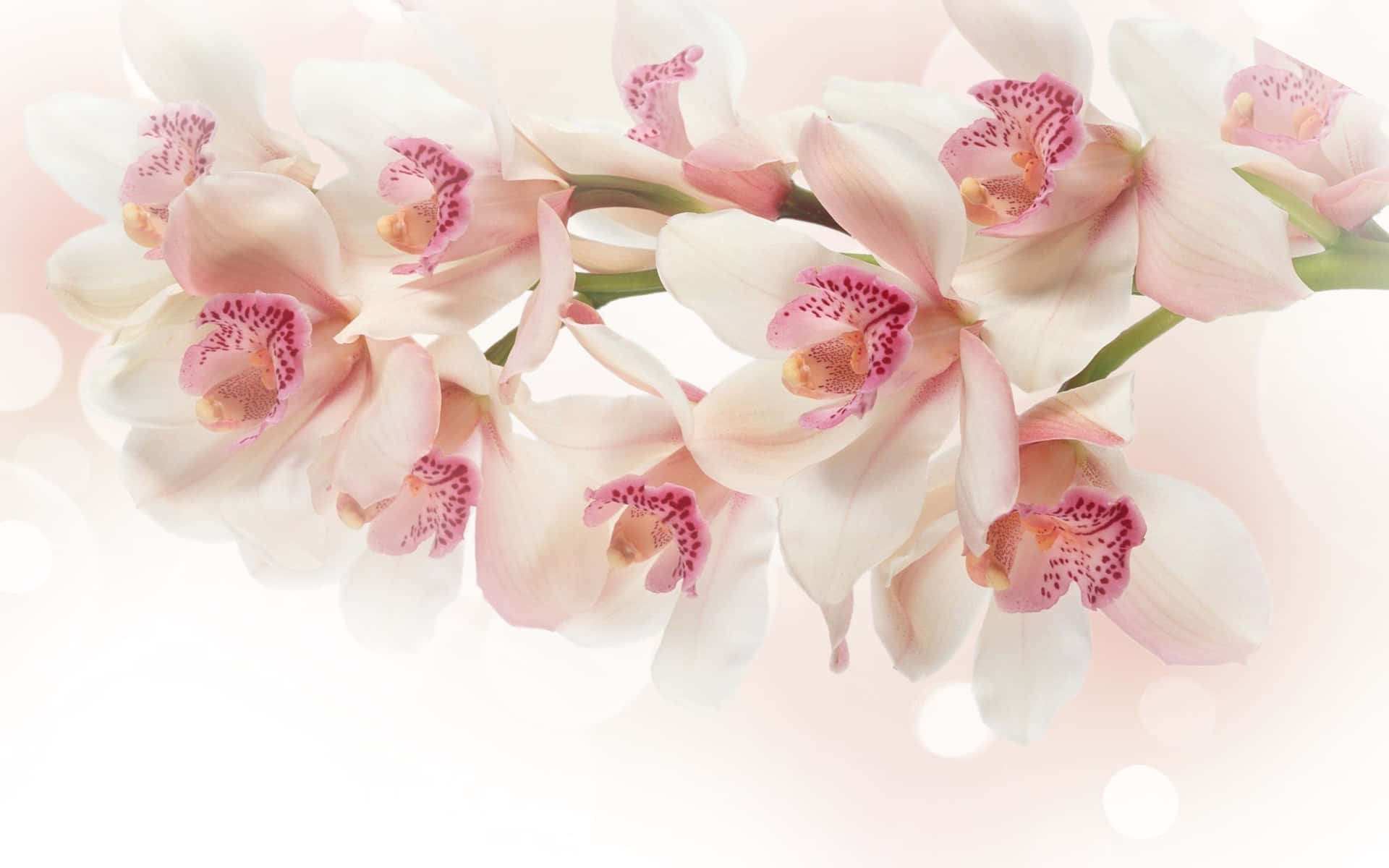 Godetevila Bellezza Delle Orchidee Viola