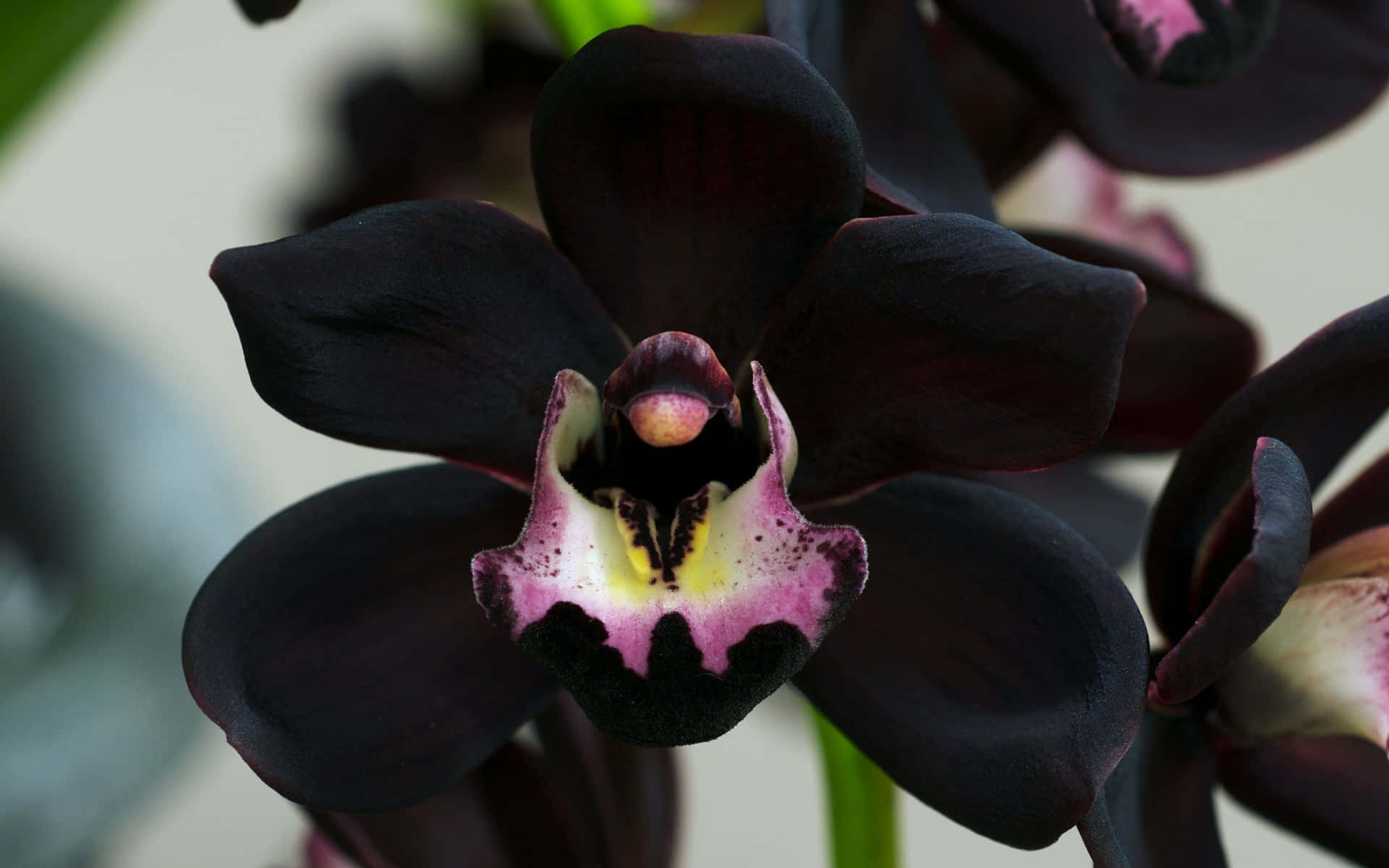 Orchideerosa E Viola Bellissime E Delicate